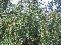 Syyssatoa omenapuussa